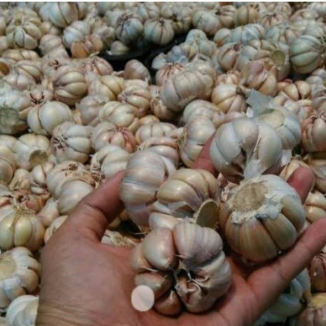 

Bawang putih murah isi 1 kg