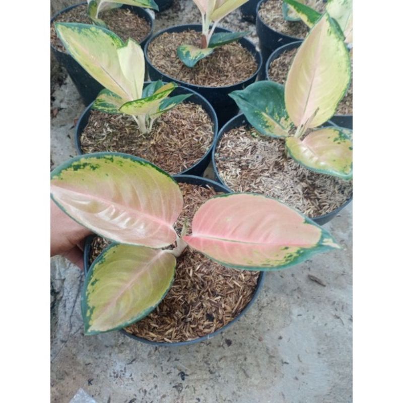 Bunga Aglonema Sultan Brunei ORI