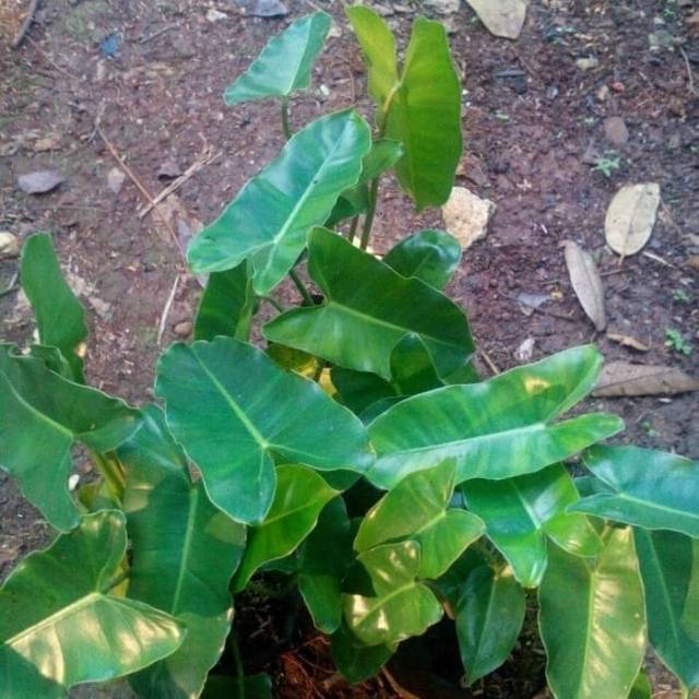 Tanaman philo brekele - tanaman untuk vertikal - tanama hias brekele - pohon brekele