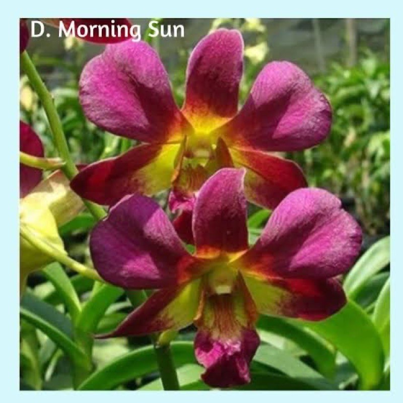 Anggrek Dendrobium Morning Sun Dewasa