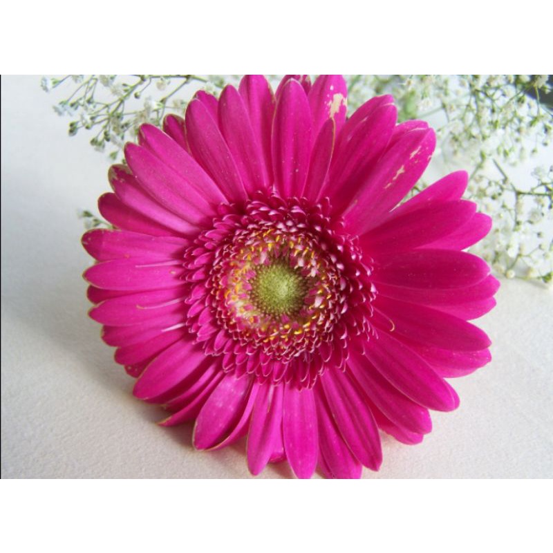 bibit bunga garbera-Purple