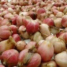 

buah kapulaga basah lokal 1kg rempah deefan11