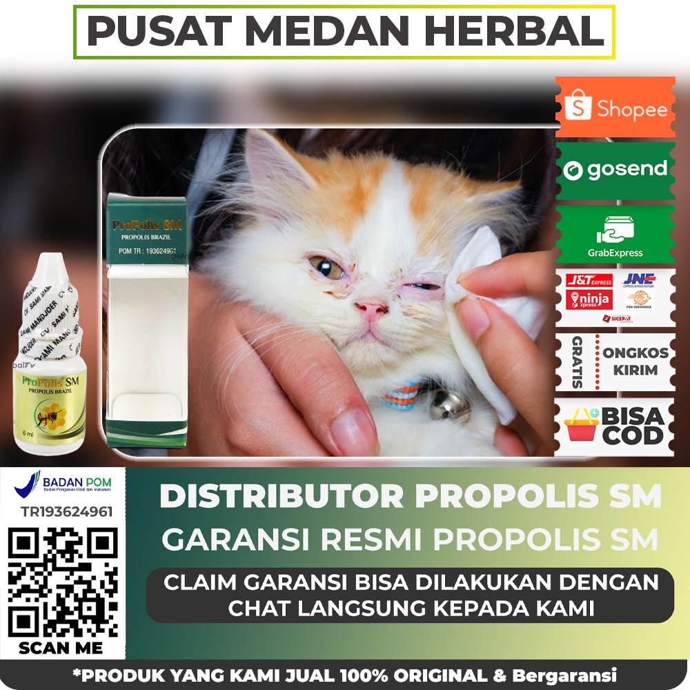 Obat chlamydia herbal, kurap kucing, kucing gatal - Propolis SM Medan