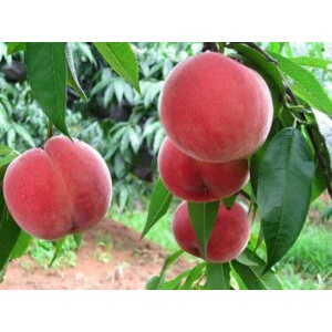 Bibit Persik/ Bibit Peach Super/Bibit Buah Persik