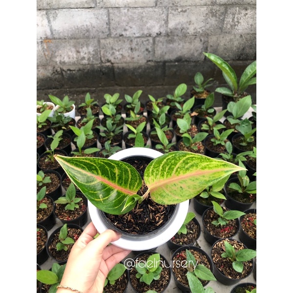 Aglaonema aglonema red panama