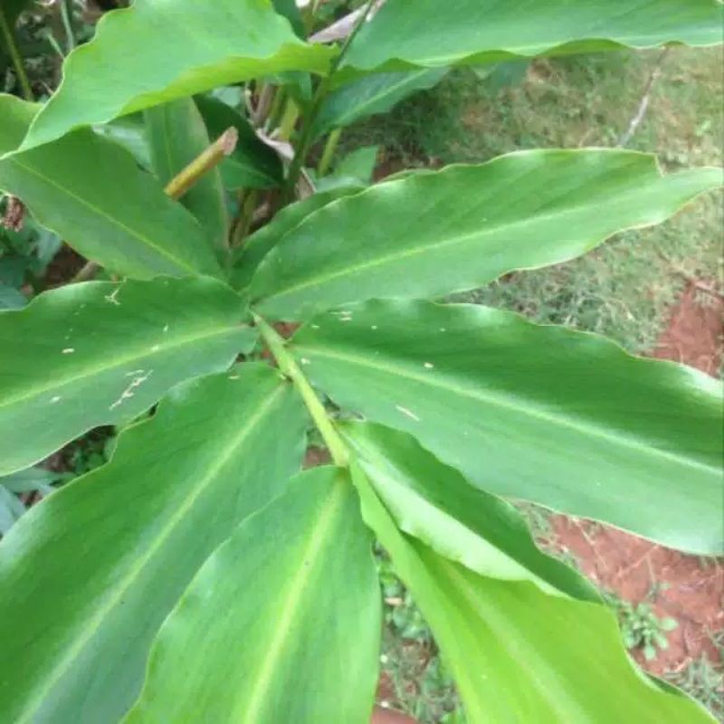 

cod jual daun kapol laga segar 1kg obat herbal