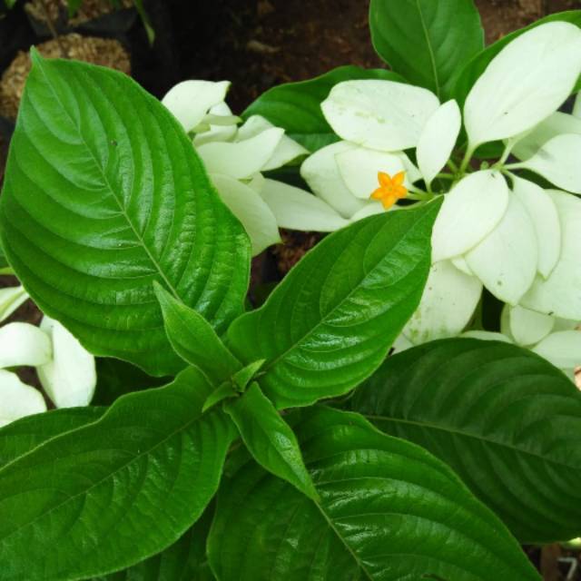 Paling Keren 13+ Gambar Bunga Nusa Indah Putih - Gambar Bunga HD