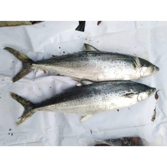 

Ikan tenggiri segar 1 ekor berat 1-2 kg