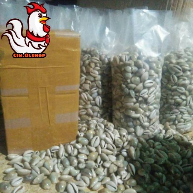 Biji Kerang / Kuwuk Asli Kemasan 1Kg Murah Berkualitas