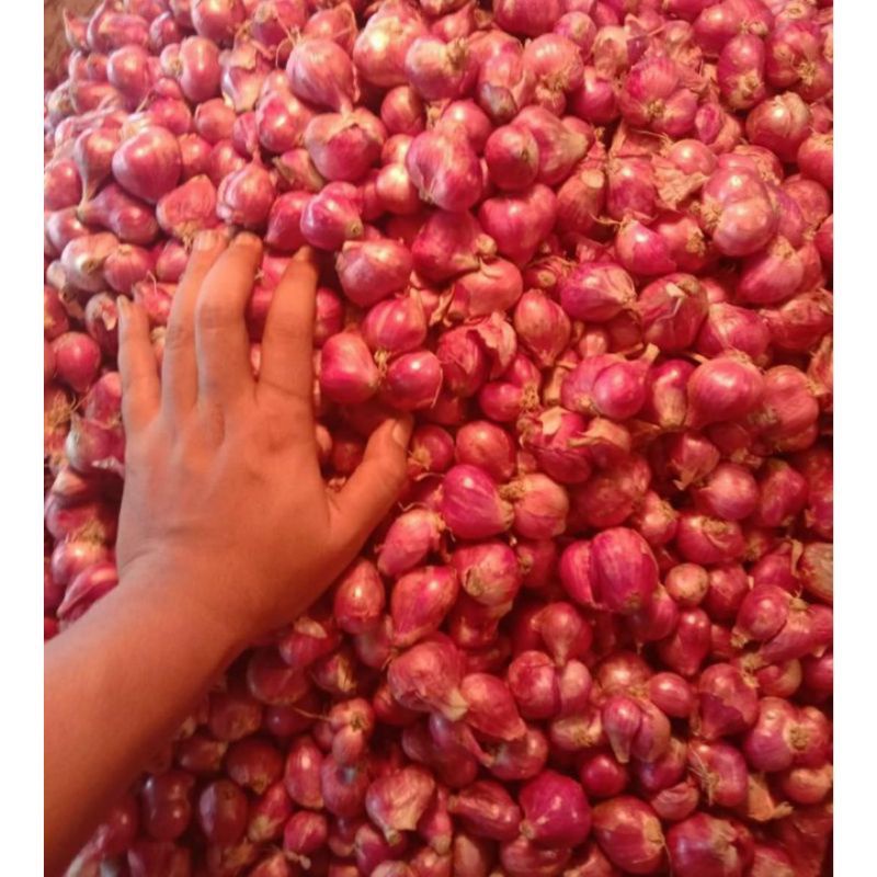 

Bawang Merah Brebes Harga Murah
