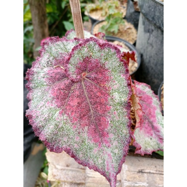 begonia rex caracas