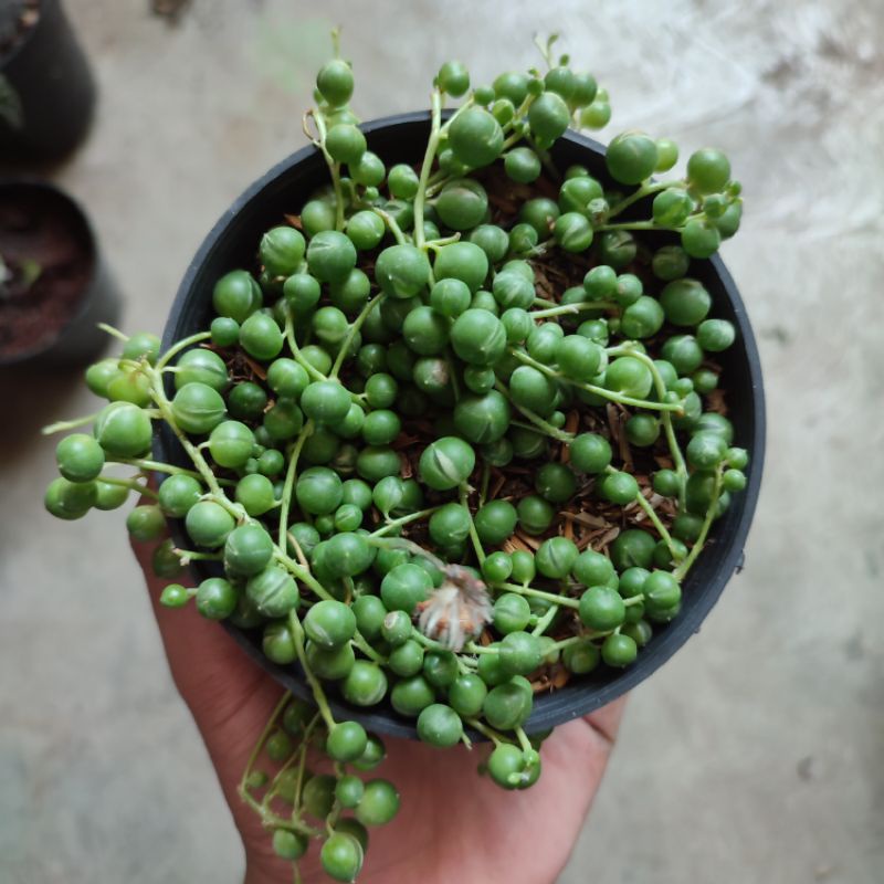 String of pearl rimbun/Sukulen Tasbih/Senecio rowleyanus