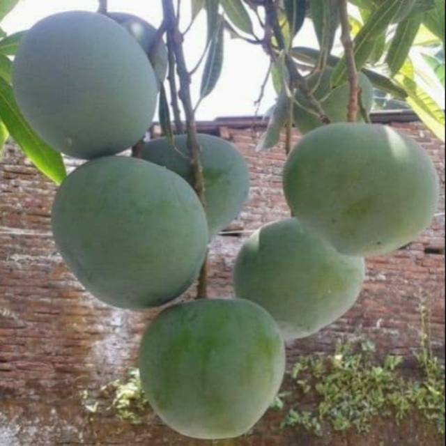 Bibit buah mangga kelapa