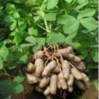 

Benih Kacang Tanah Unggul Satu Kg