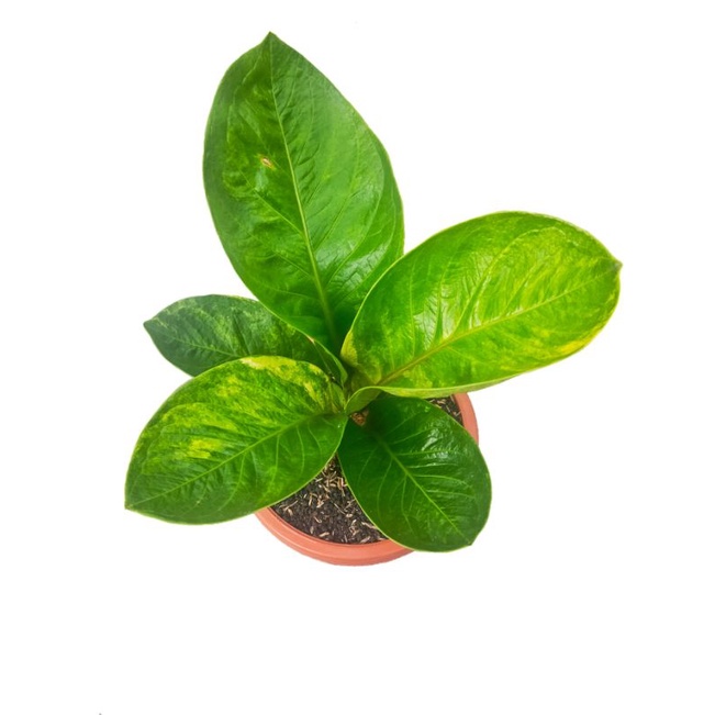 Anthurium jemani mangkok varigata mewah/Jenmanii varigata/anthurium mangkok