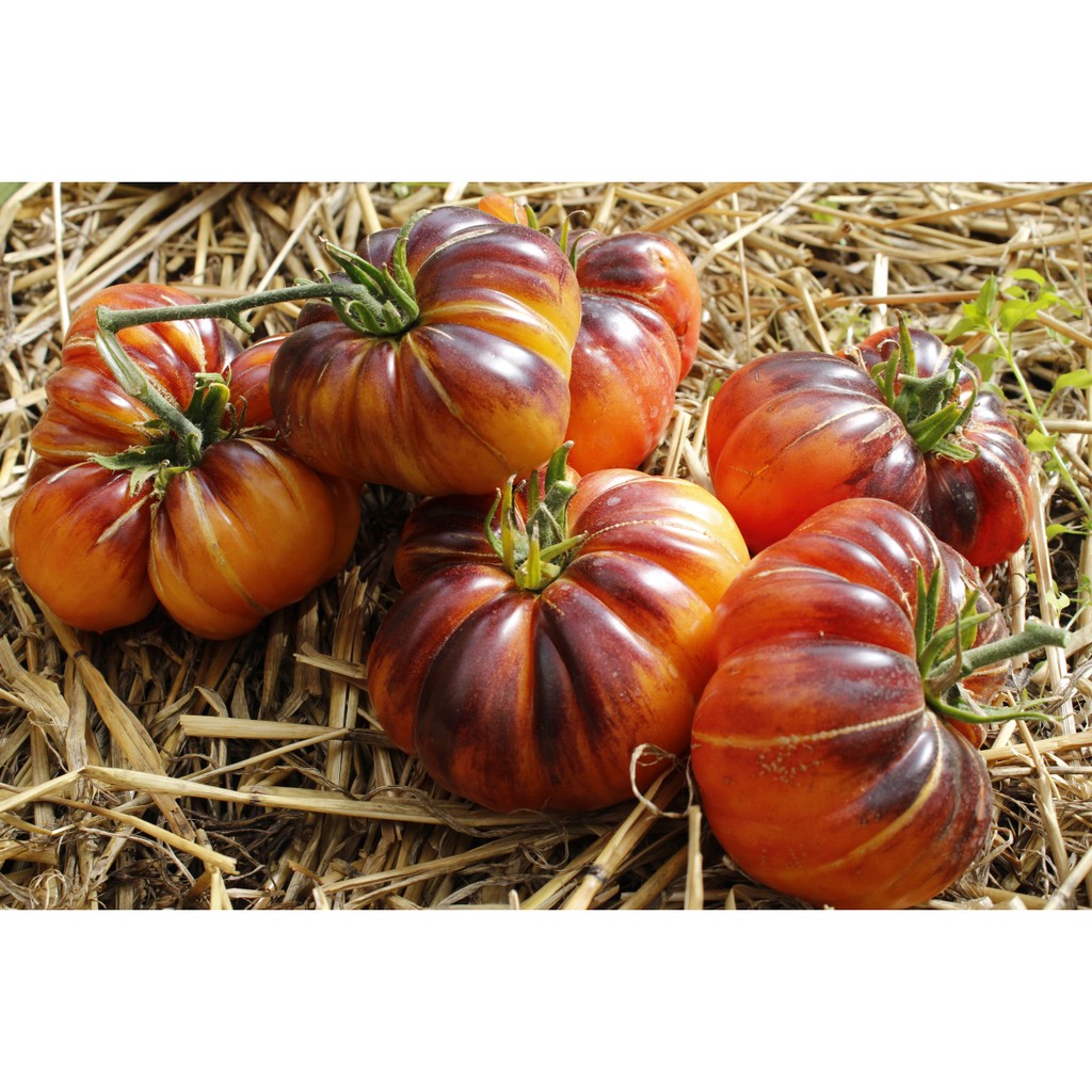 Benih Bibit Biji - Tomat Afternoon Delight Tomato Seeds