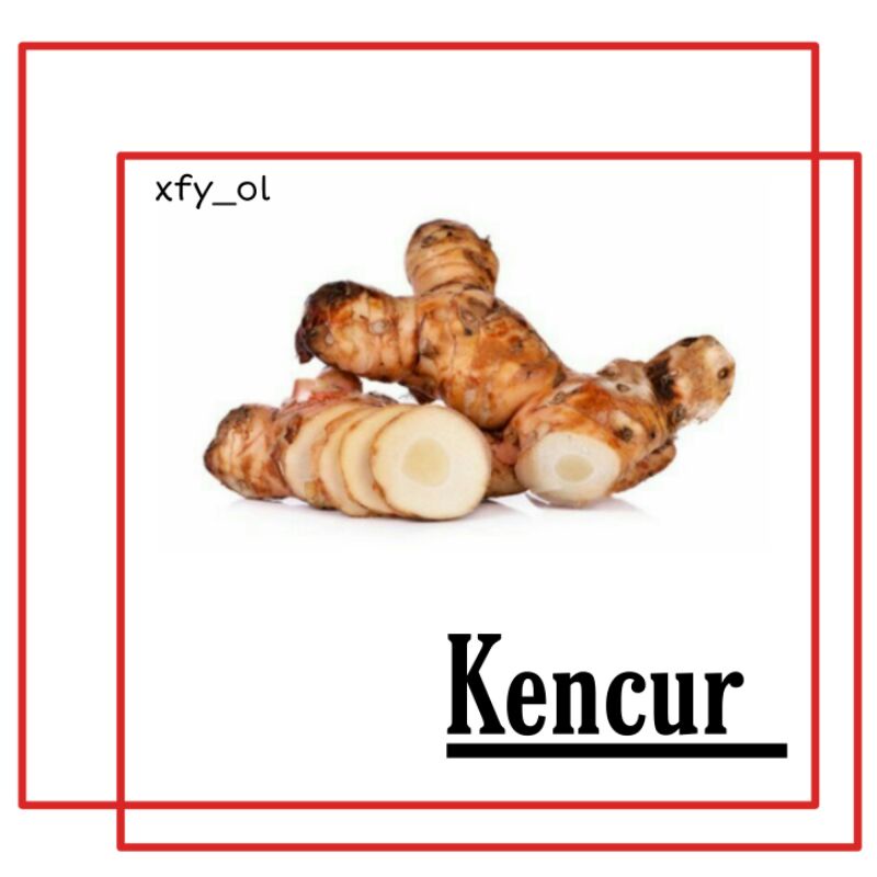 

Kencur hasil panen 1kg