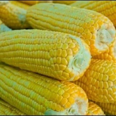 

Jagung Manis (1 Pack = isi 3 Jagung)