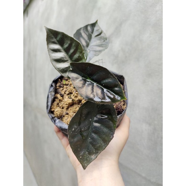 Alocasia Infernalis Black Indo
