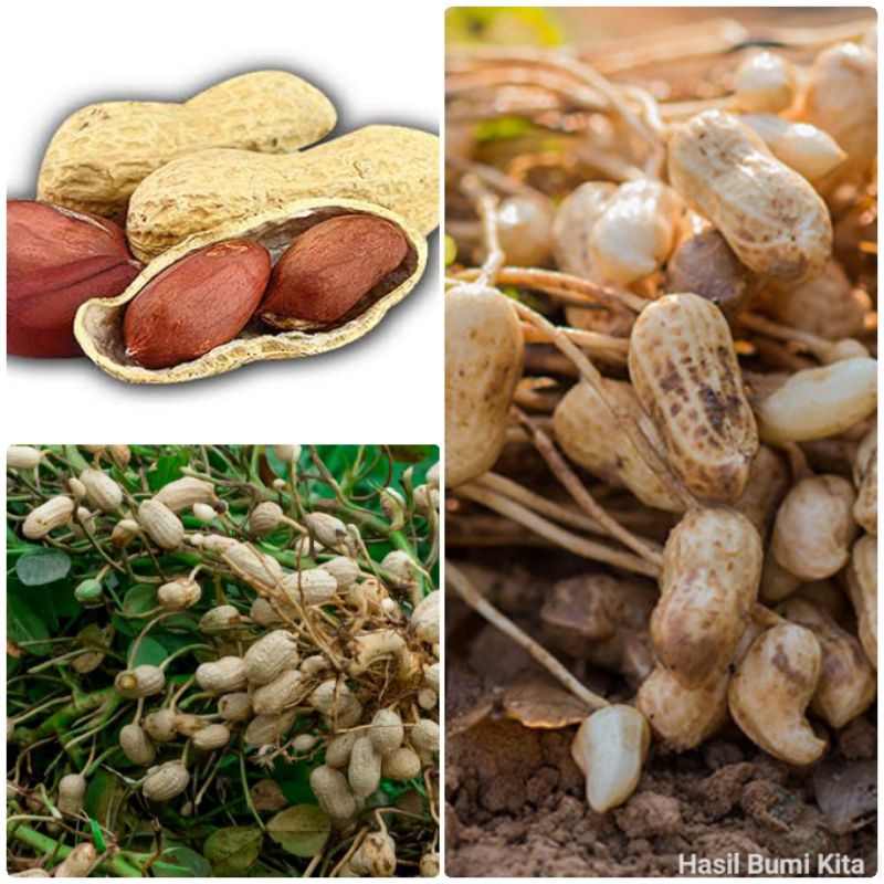 Bibit Kacang Tanah Kering 1 Kg Berkulit Cangkang Kwalitas Bibit Kacang Peanuts Plant herbal food