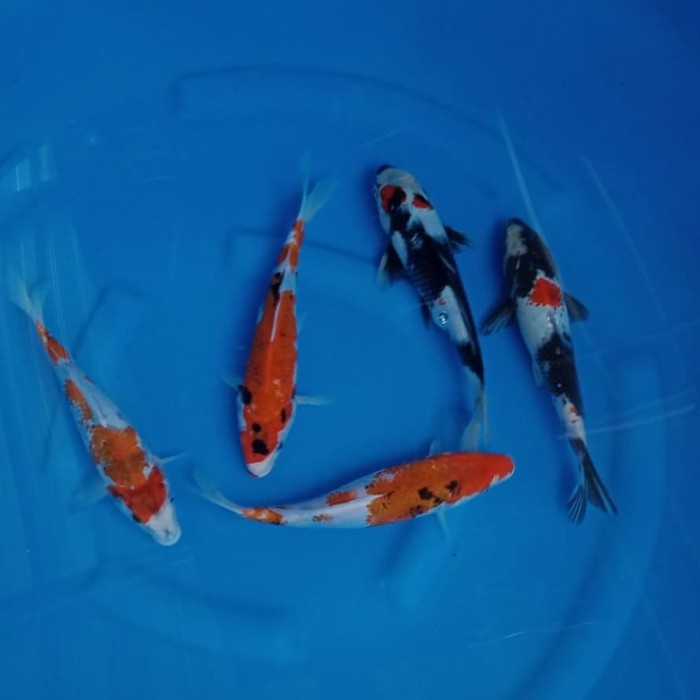 KOi Blitar ukuran 19-20 grade ab