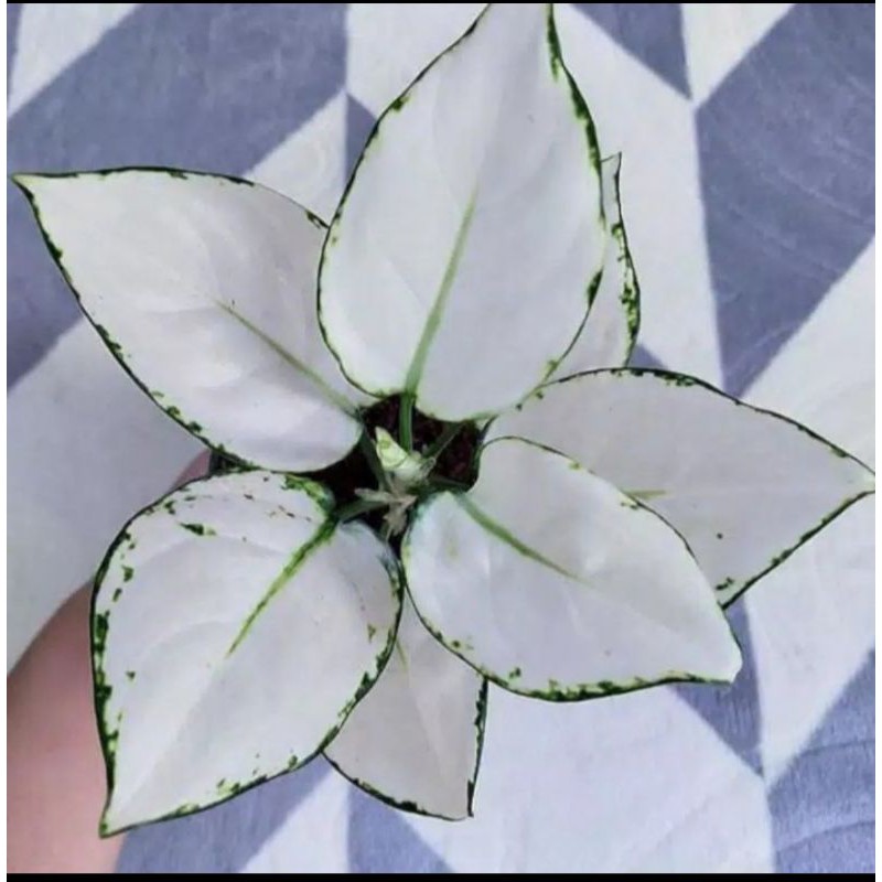 MURAH  AGLONEMA SUPER WHITE ANAKAN - Tanaman hias Aglonema super white anakan/Baby