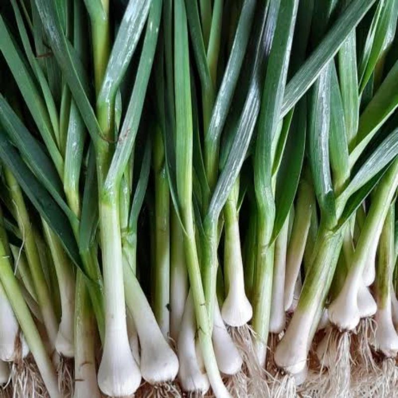 

Daun bawang son || Daun bawang pentol 100gr