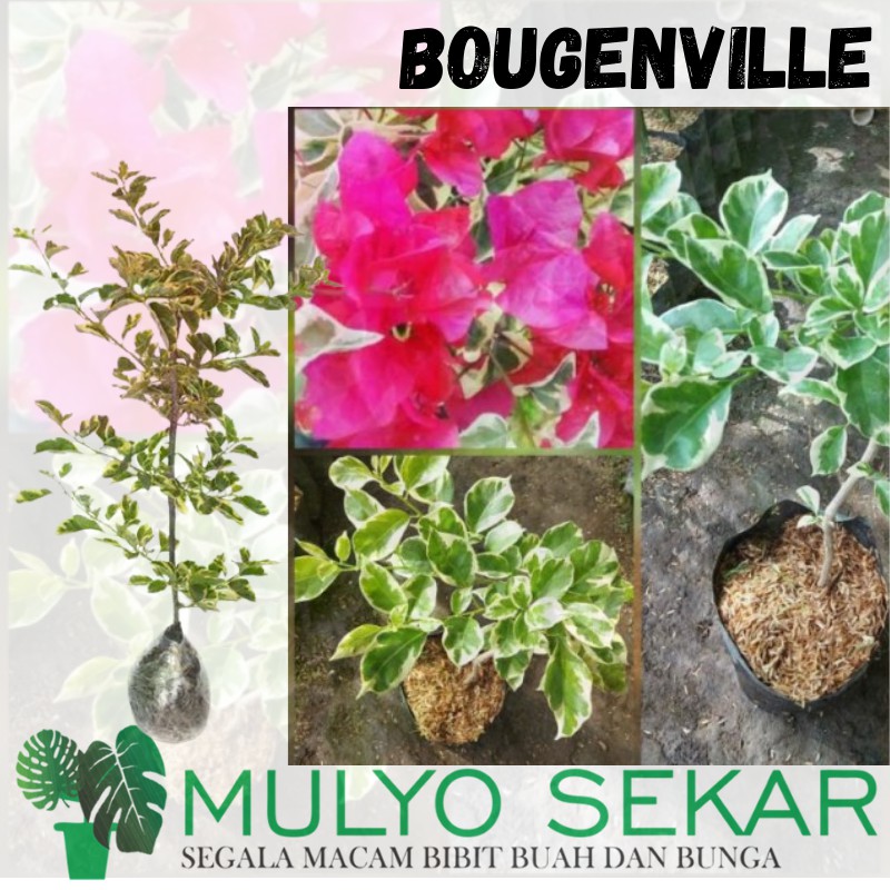 tanaman hias bunga bougenville singapura variegata - Bunga Kertas Variegata