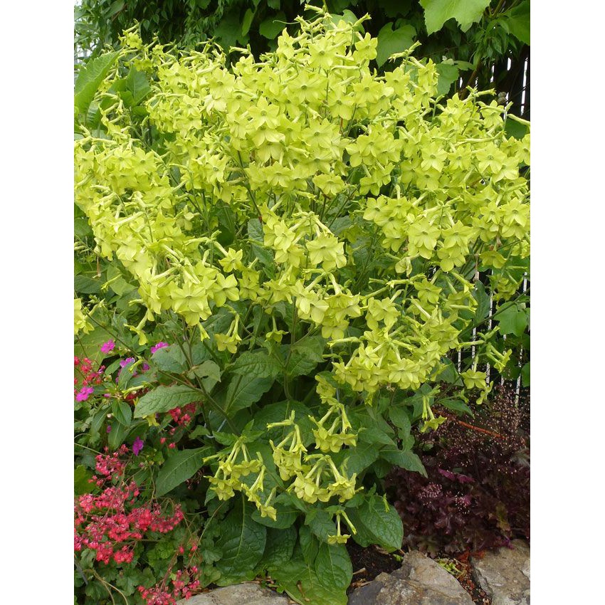 Benih Bibit Biji - Bunga Nicotiana Lime Green Tobacco Flower Seeds - IMPORT