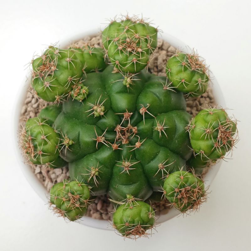 Kaktus Gymno Damsii | Gymnocalycium Damsii Ownroot