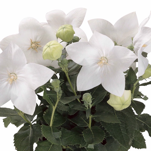 Benih Bibit Biji - Bunga Balloon Flower Mix (Platycodon grandiflorus) Flower Seeds - IMPORT