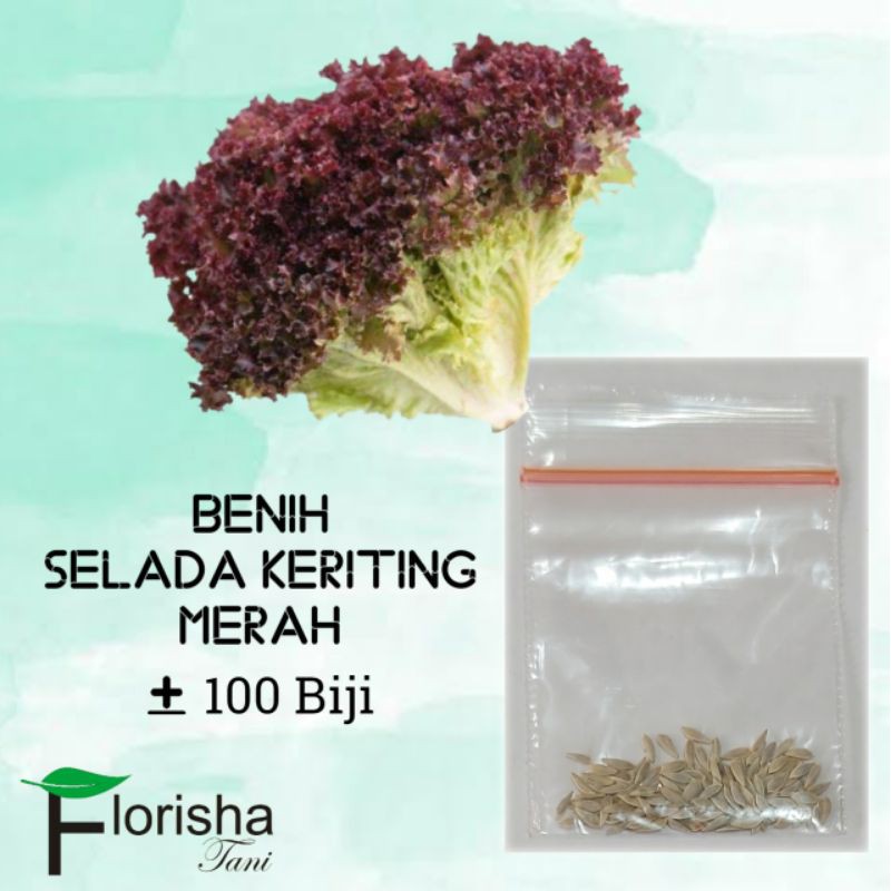 Jual Benih Bibit Biji Selada Keriting Merah Kemasan Kecil Repack Shopee Indonesia