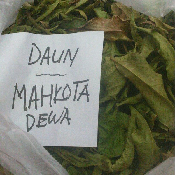 

solusi daun mahkota dewa kering Murah