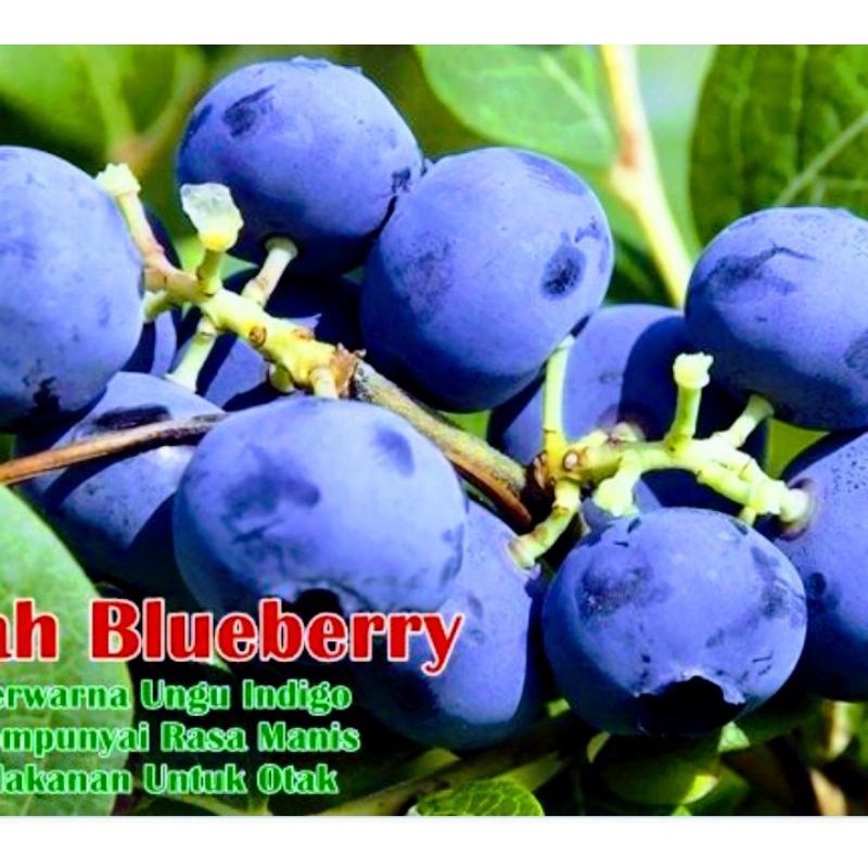 Bibit Tanaman Blueberry