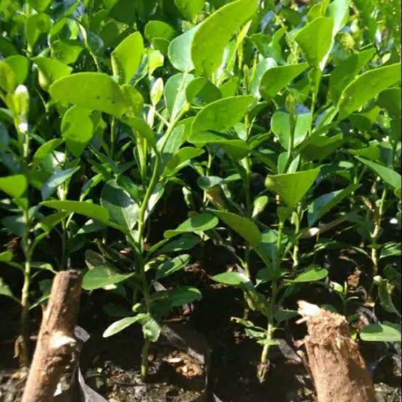 Bibit Jeruk Purut/ Daun Jeruk Bumbu