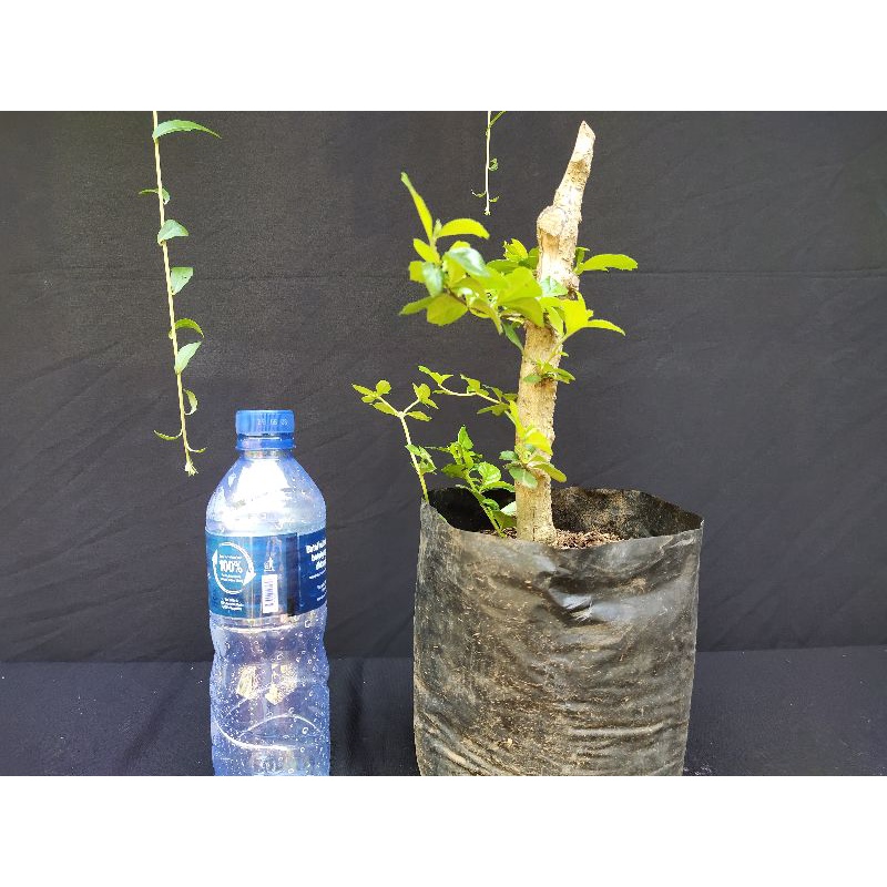 bibit bonsai hokianti bunga