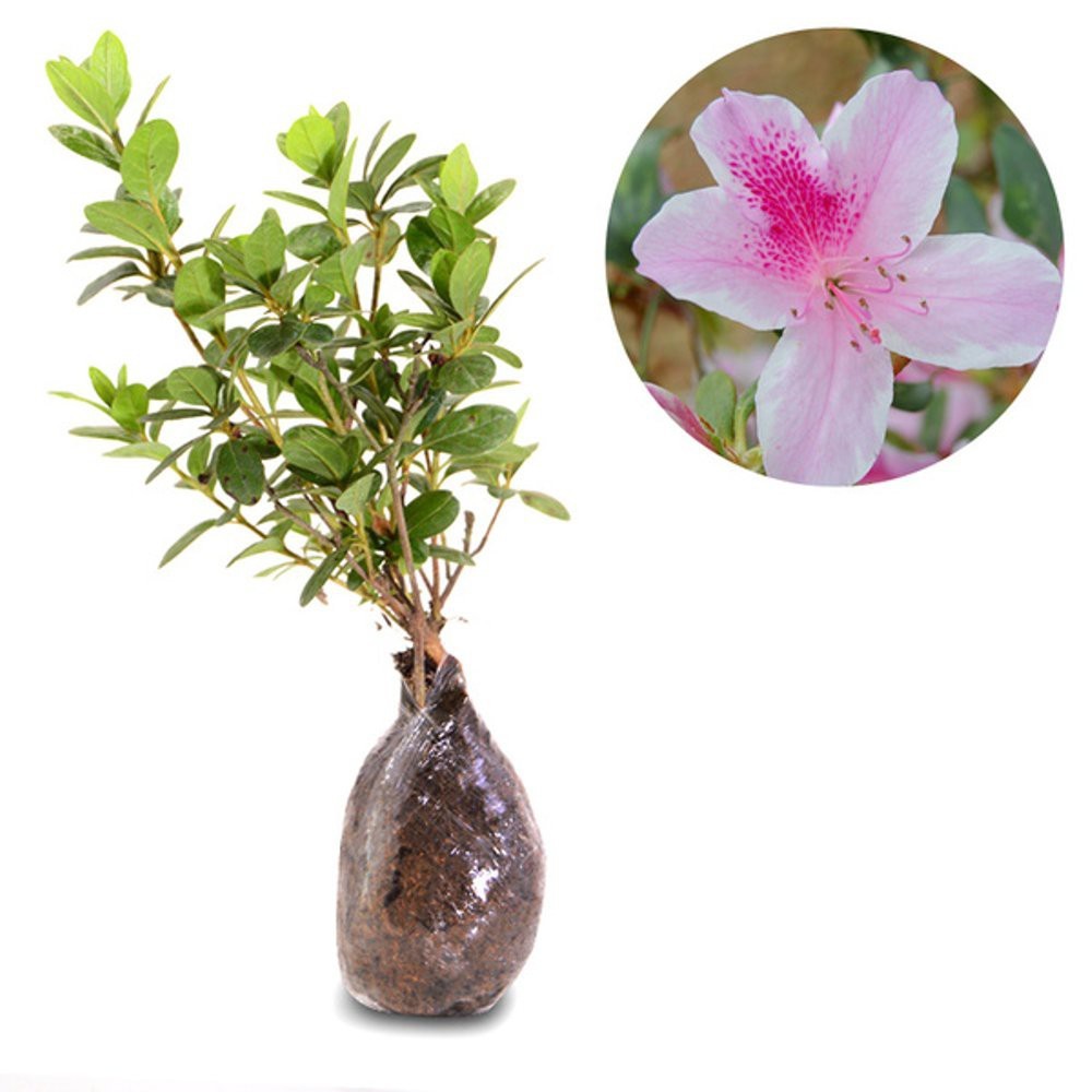 Bahan Bonsai Azalea Aztec