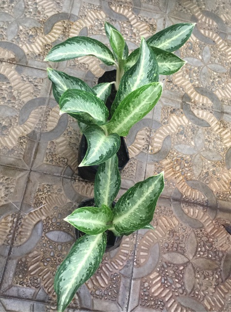 blanceng/aglonema putih