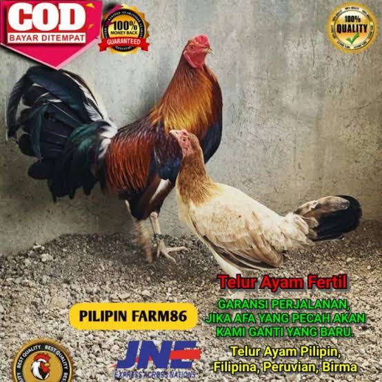 TELUR AYAM HIAS PILIPIN UNTUK DITETASKAN FERTIL ASLI