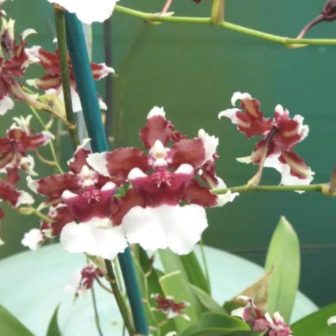 Oncidium Heaven Scent Redolence