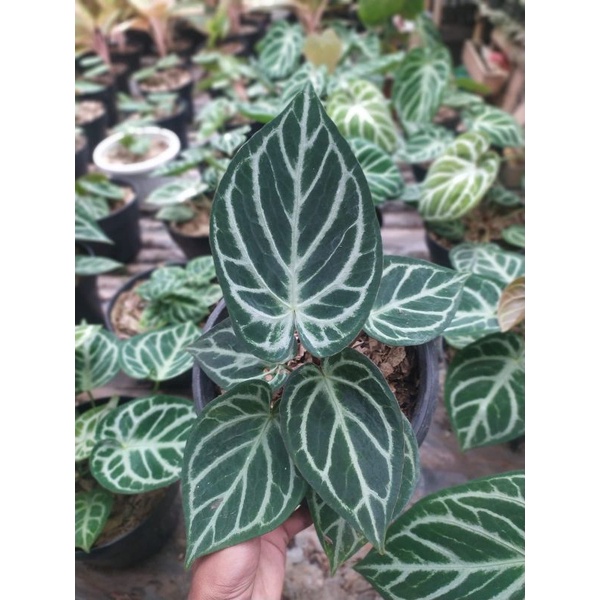 kuping gajah dorayaki silver