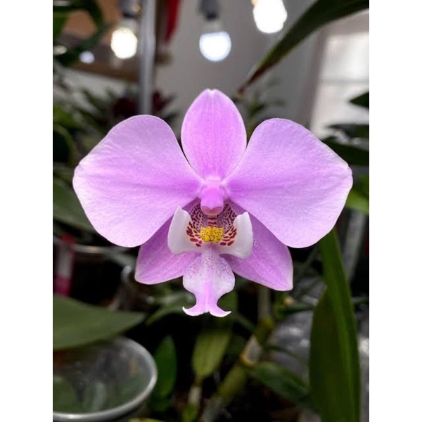 Anggrek Phalaenopsis Schilleriana
