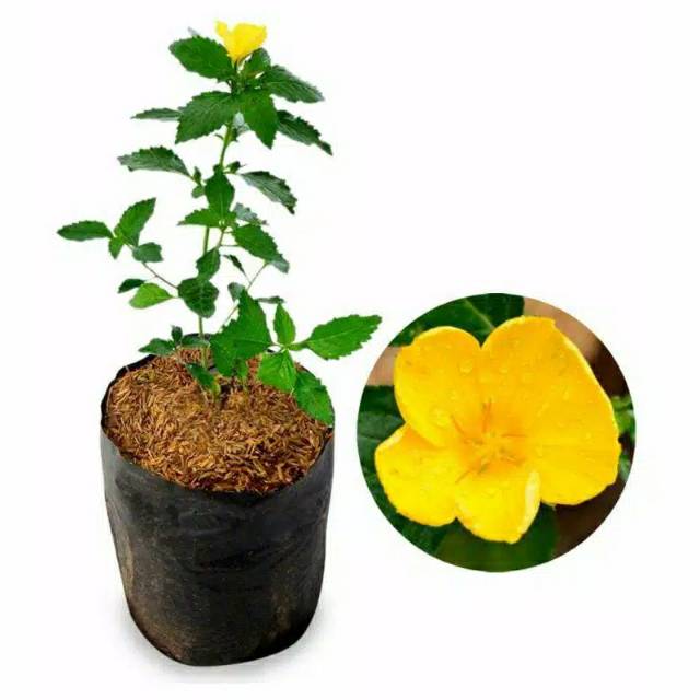 bibit bunga yolanda kuning