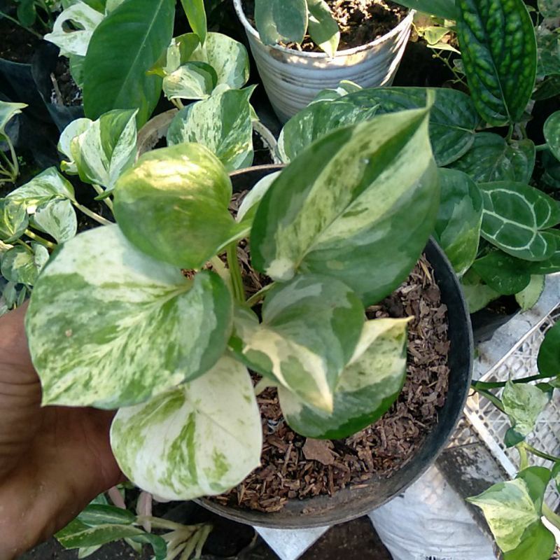 sirih manjula 4.5 daun