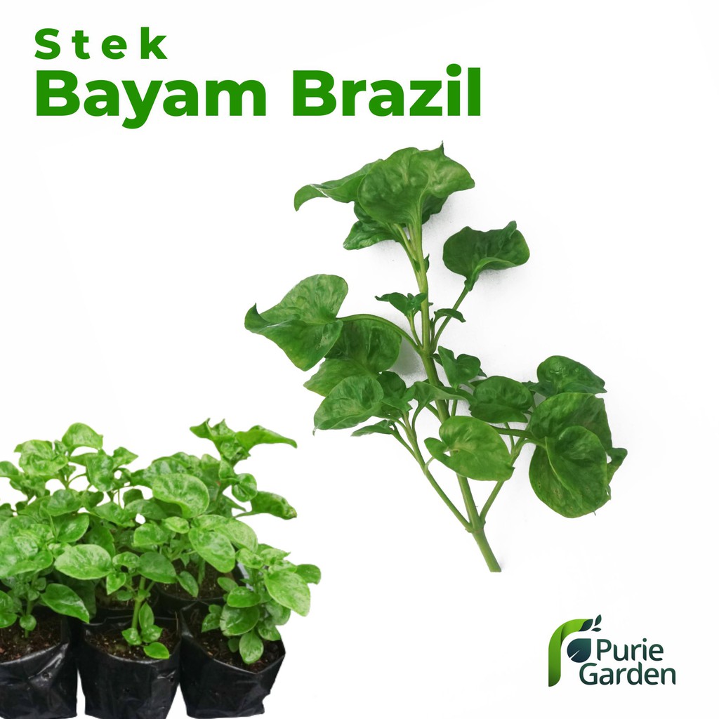 Bibit Tanaman Sayuran Bayam Brazil Bayam Hijau Brazilian Spinach PG KDR