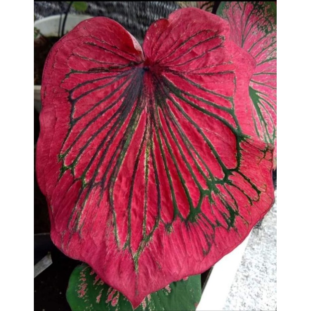 CALADIUM GANESHA WILLIS