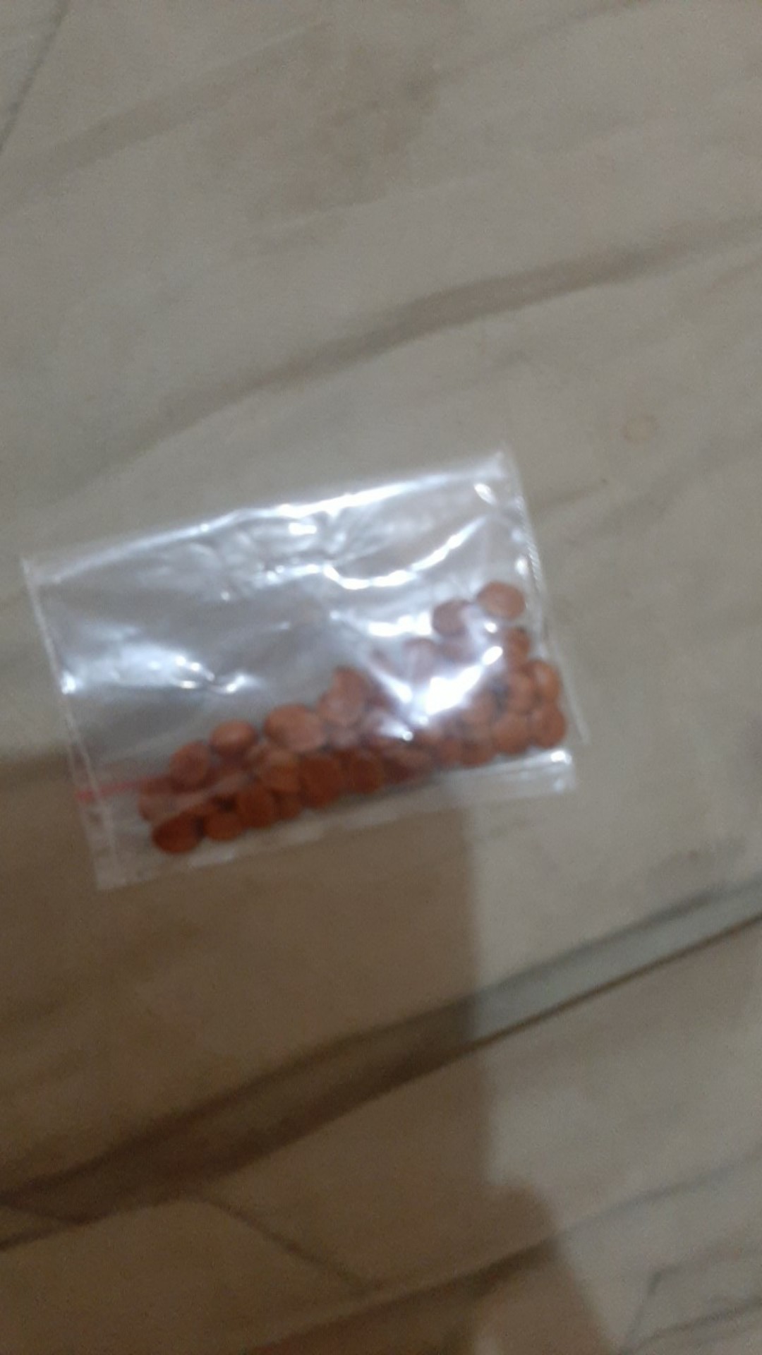 Biji Bidara Arab Super Siap Semai / Bidara / Bidara Arab / Biji Bidara (sudah Dikupas Dari Cangkang)