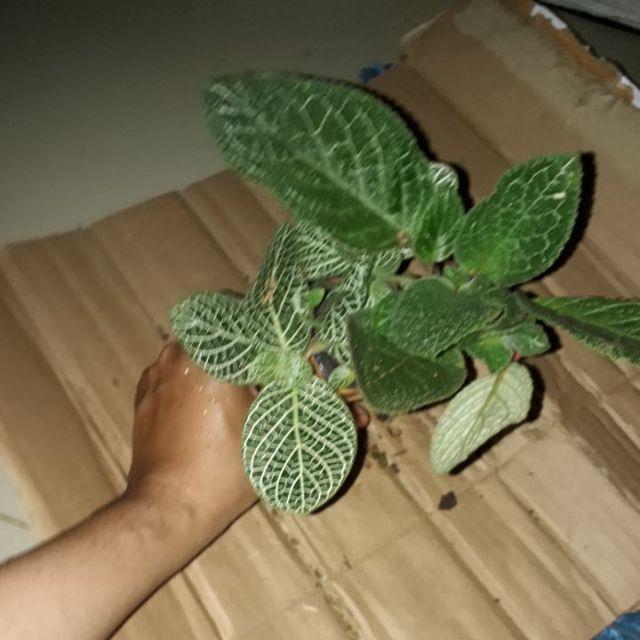 New Produck!! Tanaman Hias Gantung Rambat Fitonia Mutiara - Episcia Mutiara