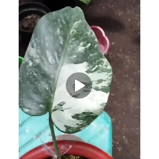 Monstera Varigata Marble , Monstera Varigata White Tiger Realpic sudah tunas Motif Menor