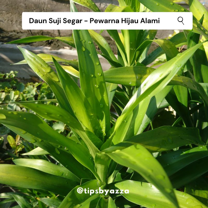 Daun Pandan Segar / Daun Suji Segar / Pewarna Hijau Alami